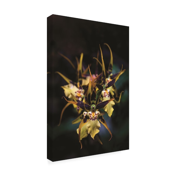 Kurt Shaffer Photographs 'Spider Orchid Spray' Canvas Art,22x32